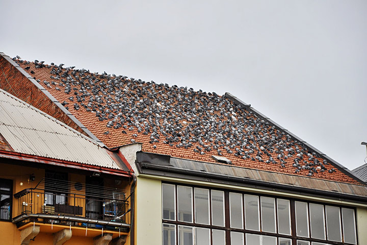 A2B Pest Control are able to install spikes to deter birds from roofs in Balderton. 