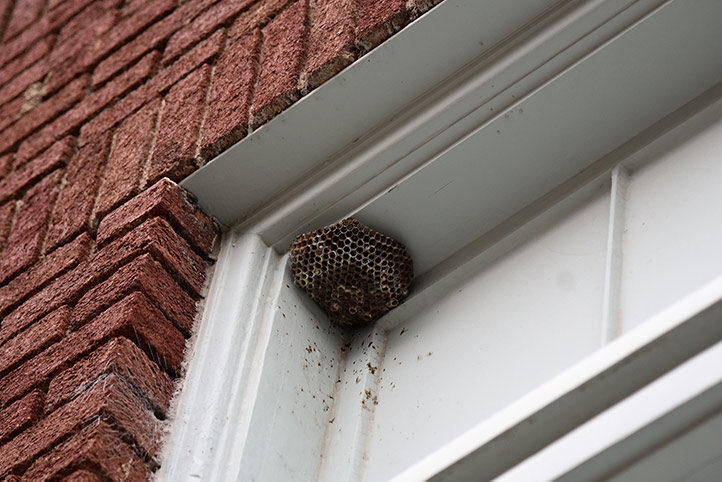 We provide a wasp nest removal service for domestic and commercial properties in Balderton.
